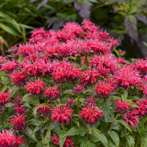 SUGAR BUZZ® Cherry Pops Beebalm, Monarda, Oswego Tea, Bergamot, Monarda 'Cherry Pops'